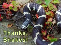 _Thanks_Snakes__